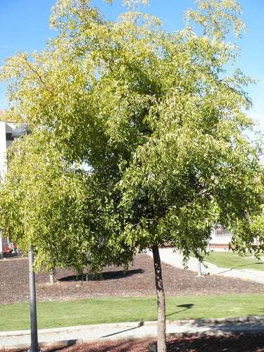 20 ASIAN DATE Jujube Ziziphus Spinosa Common Chinese Tsao Red Fruit Tree Seeds